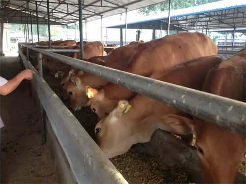 案例I山區養殖場信號差,把流暢信號從山頂“借”回來!